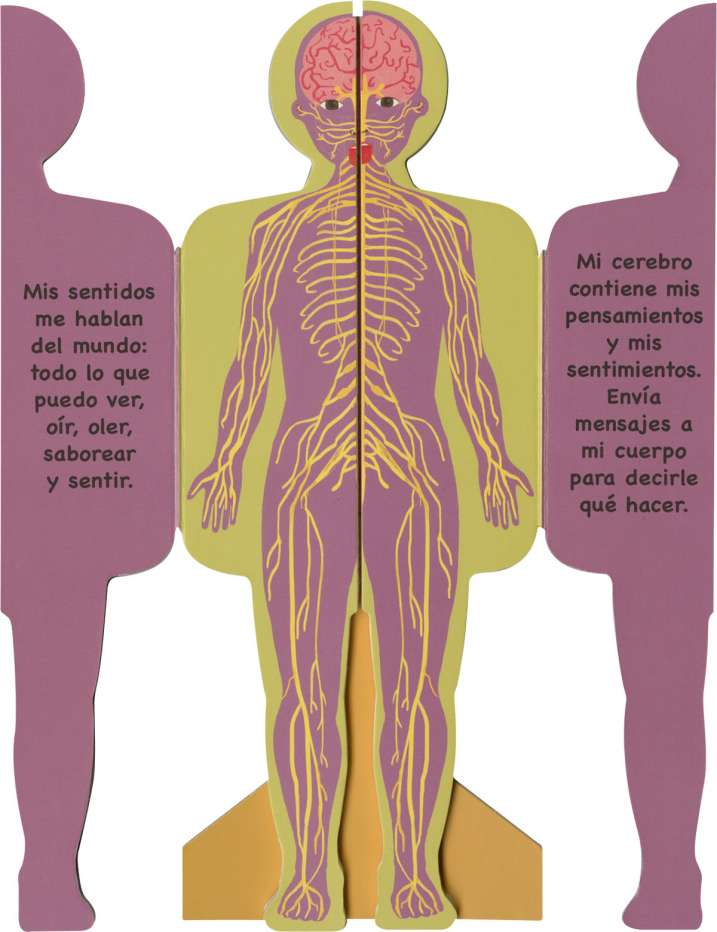 Así es mi cuerpo - Niño