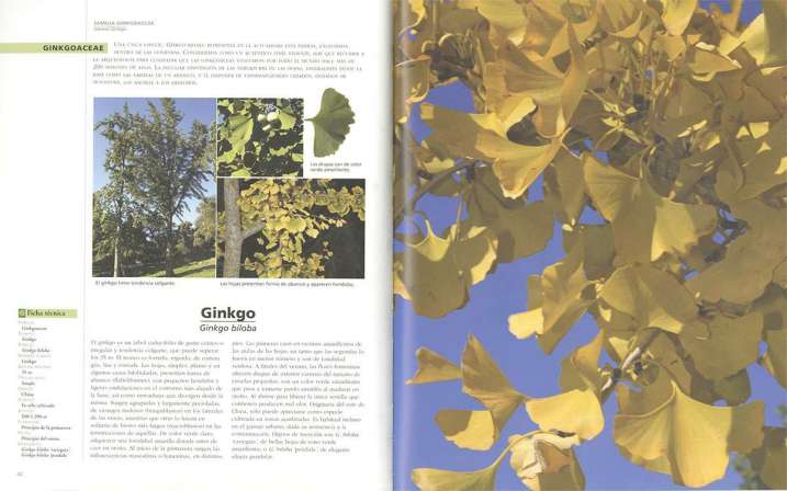 Árboles. Aprender a...