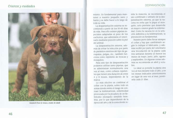 American bully
