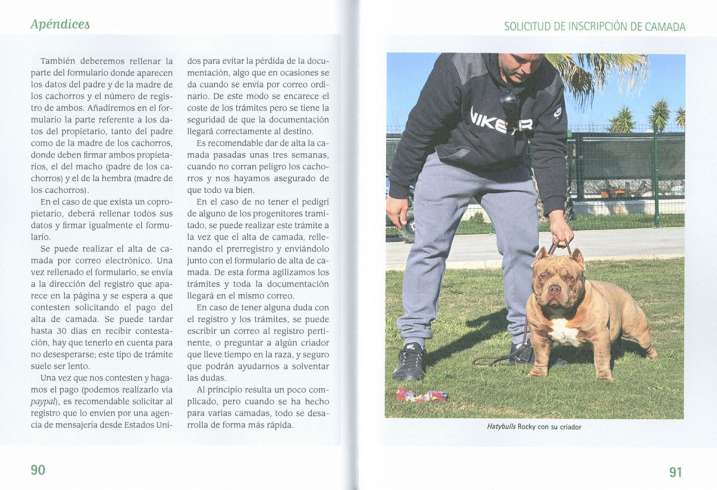 American bully