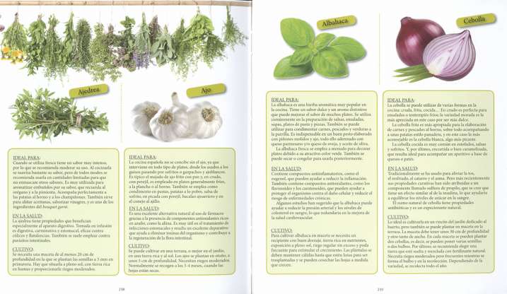 Especias y plantas aromáticas