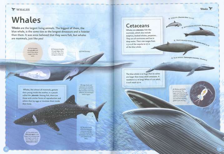 The magnificent book of whales