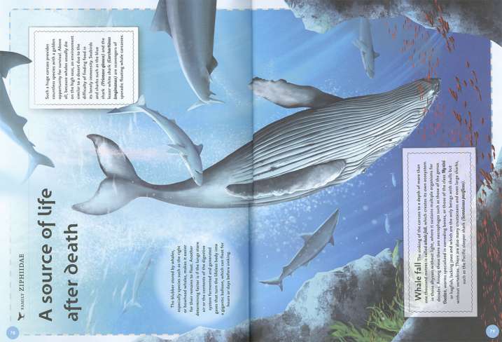 The magnificent book of whales