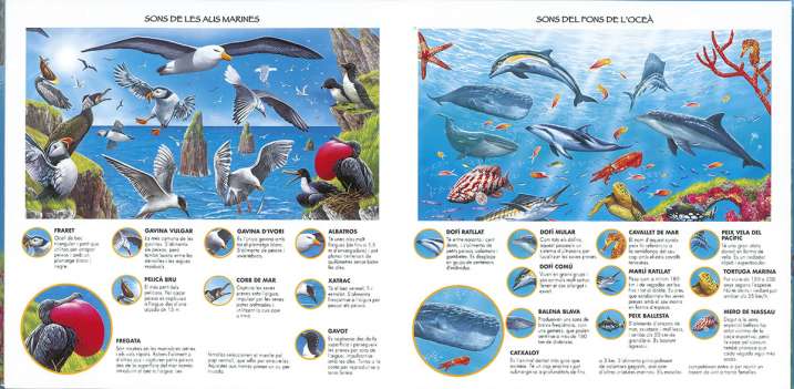 Escolta els sons del mar