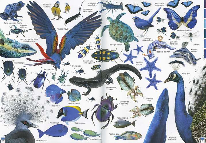 Arcoíris de animales