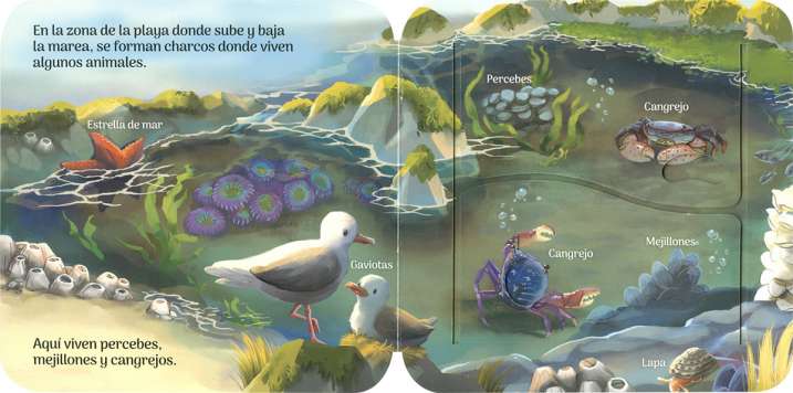 Animales del océano