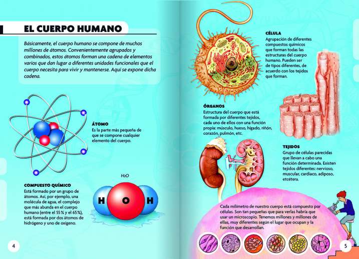 El cuerpo humano