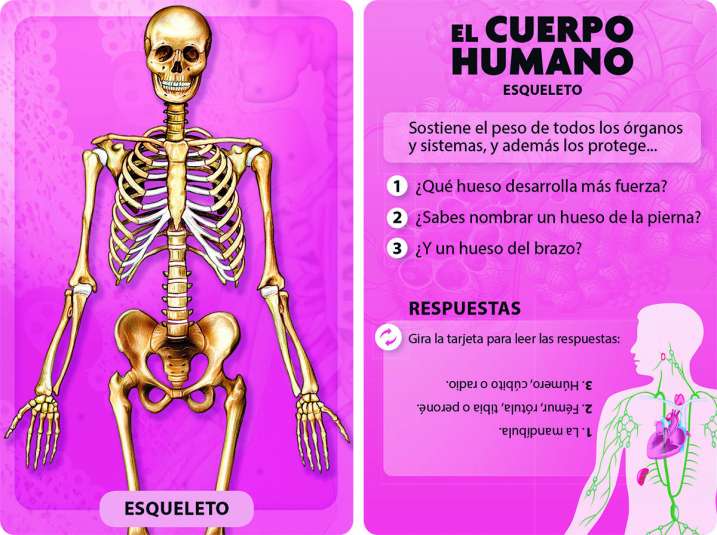 El cuerpo humano