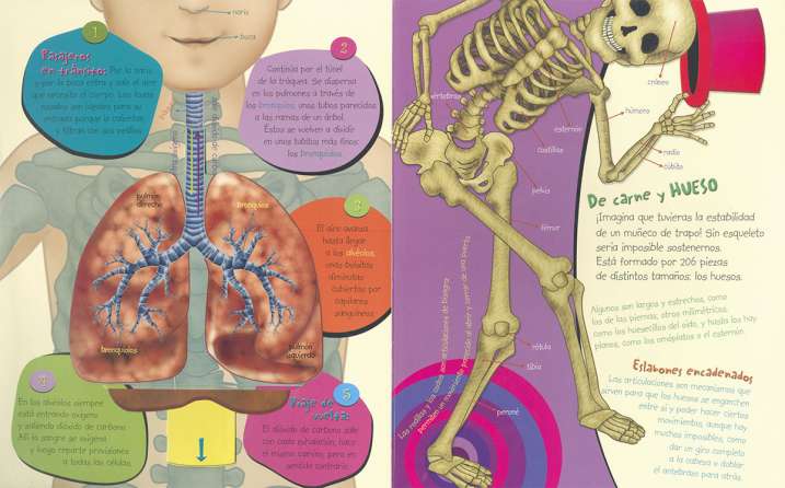 DESCUBRE EL CUERPO HUMANO
