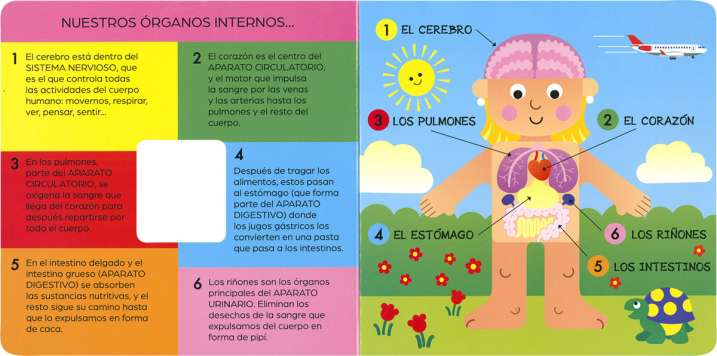 El cuerpo humano por dentro