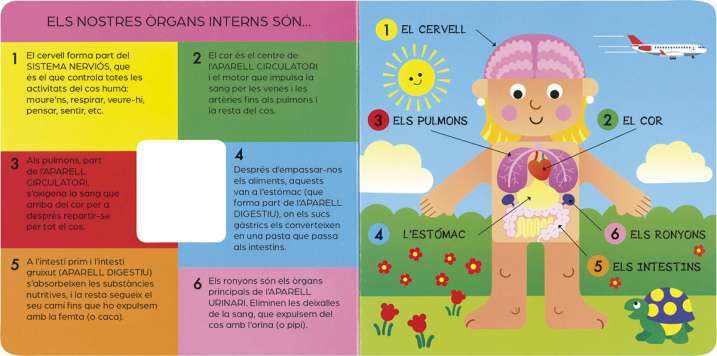 EL COS HUMÀ PER DINS