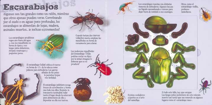 Insectos