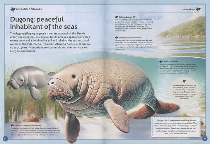 The Amazing Book of Marine...