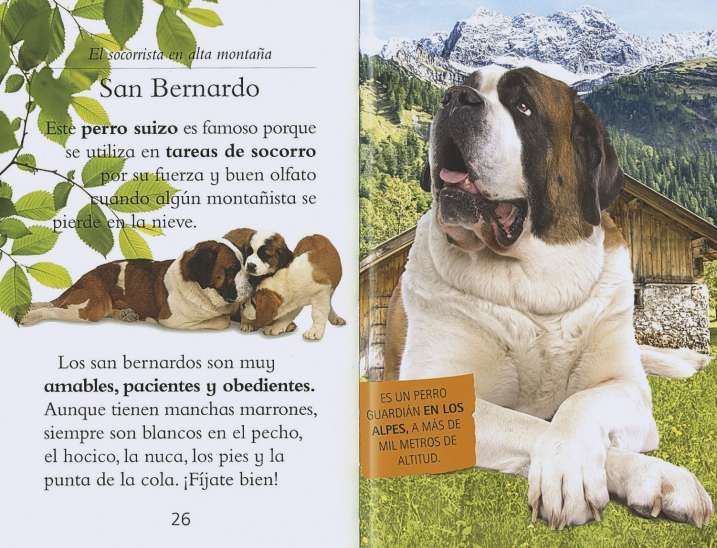 Nuestros amigos los perros