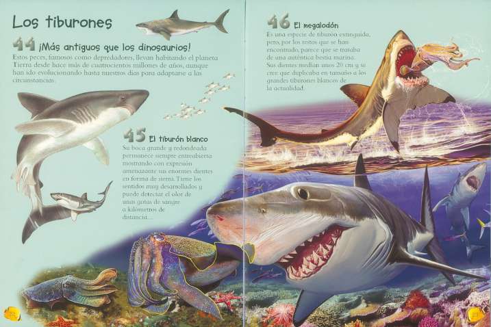 Animales acuáticos y tiburones