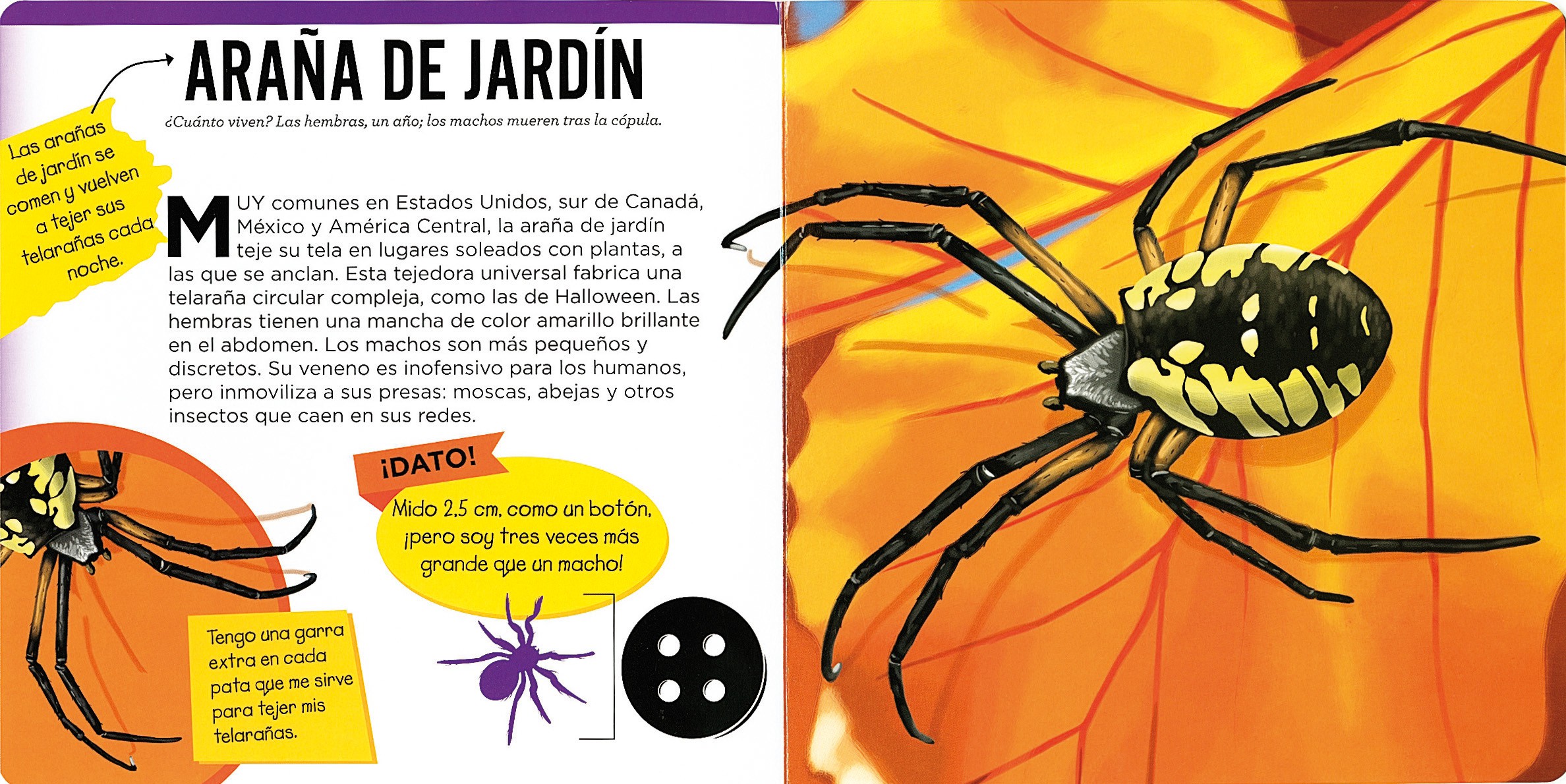 Arañas | Editorial Susaeta - Venta de libros infantiles, venta de